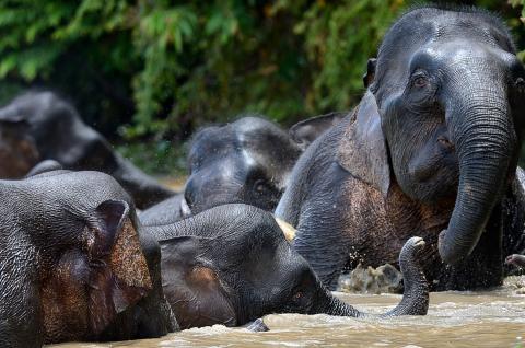 Éléphants pygmée de la rivière Kinabatangan au nord de Bornéo