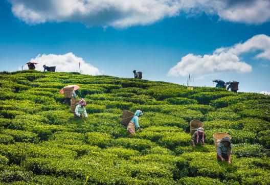 Plantations de thé à Kurseong près de Darjeeling en Inde