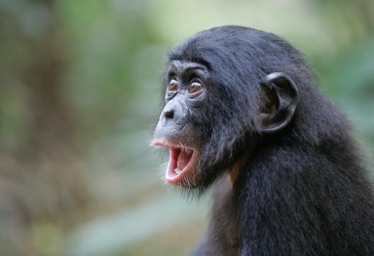 Bonobo surpris en République Démocratique du Congo