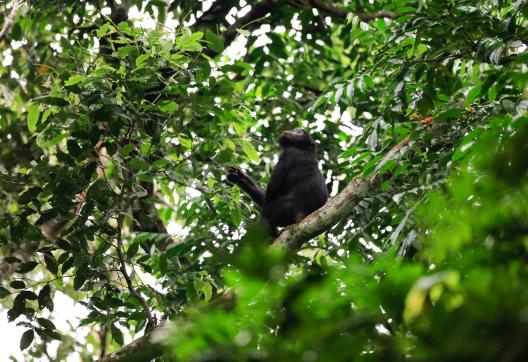 Bonobo sur le projet de Mbou Mon Tour en RD Congo