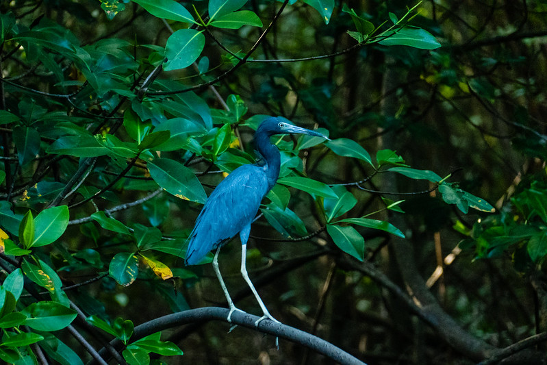 Nicaragua, Juan Venado Island Natural Reserve, Little Blue Heron