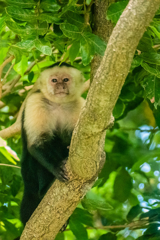 Nicaragua, Granada city, las Isletas, white-faced capuchin