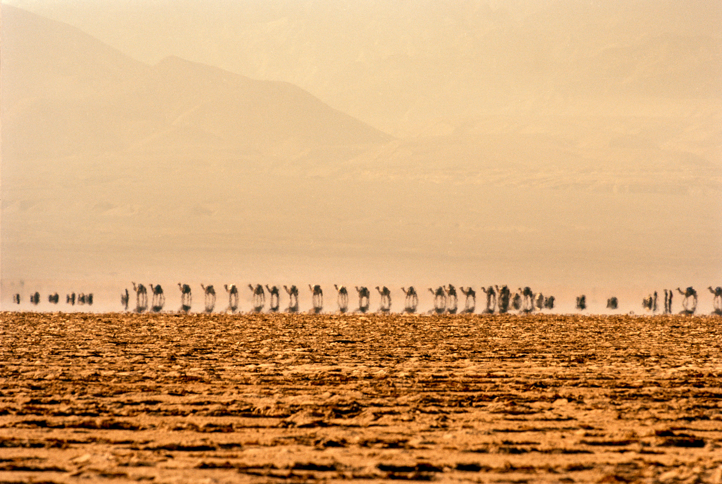 Caravane du Danakil