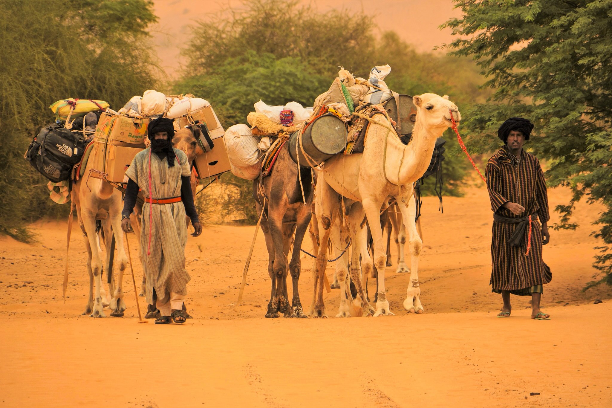 Dromadaires Mauritanie