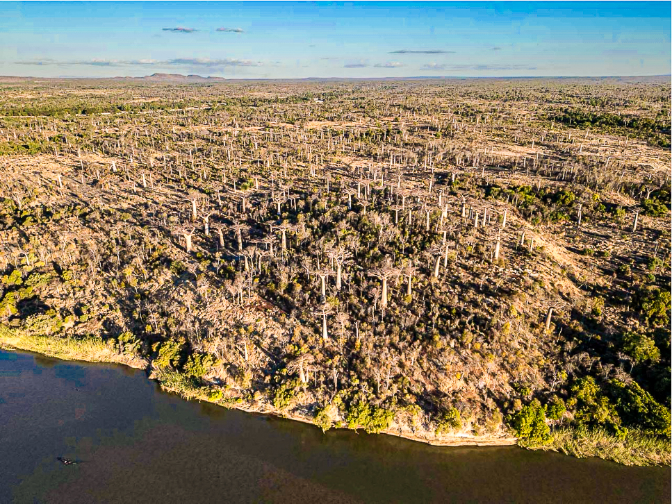 Forêt de baobabs dans le sud-ouest malgache