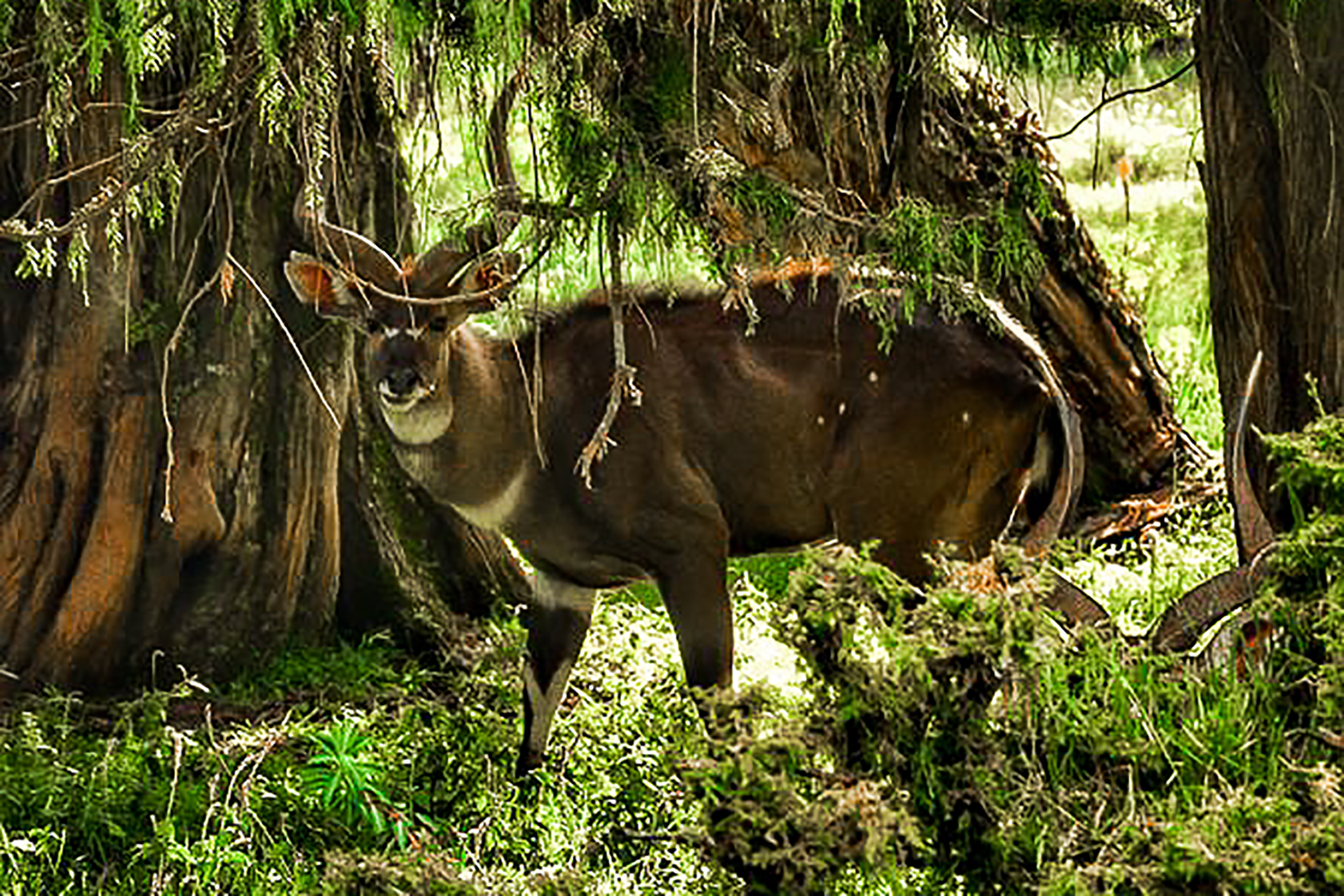 Nyala des montagnes dans le Balé