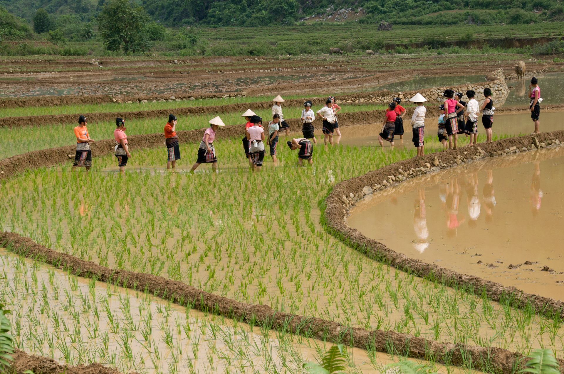 Travail dans les rizières au nord du Vietnam