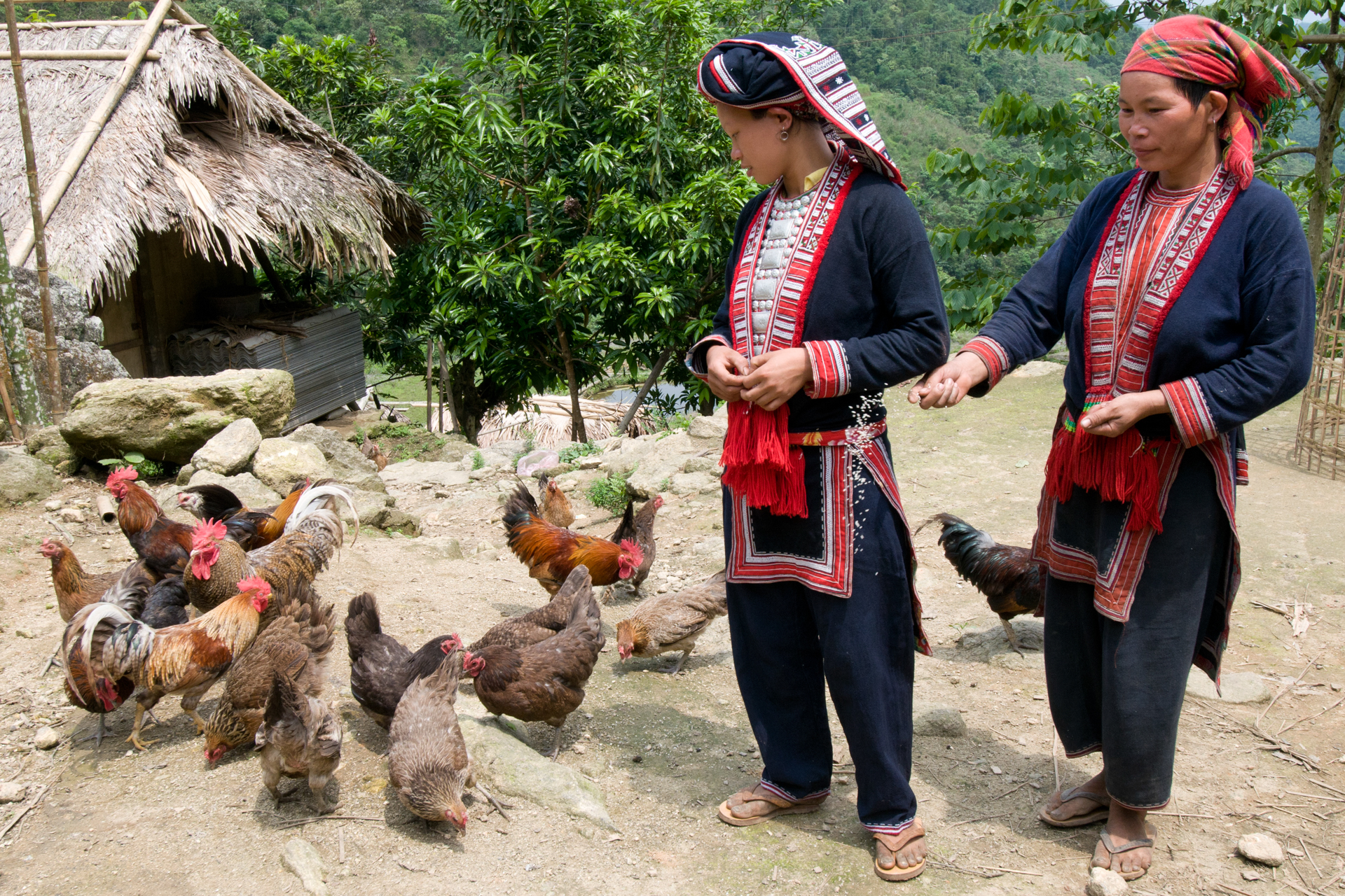 Chez les Dao Rouge de la région de Ha Giang