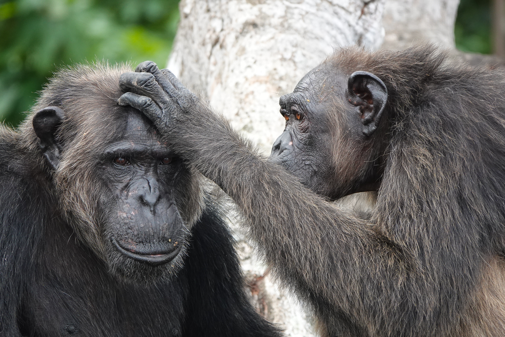 Chimpanzés dans les arbres en république du Congo