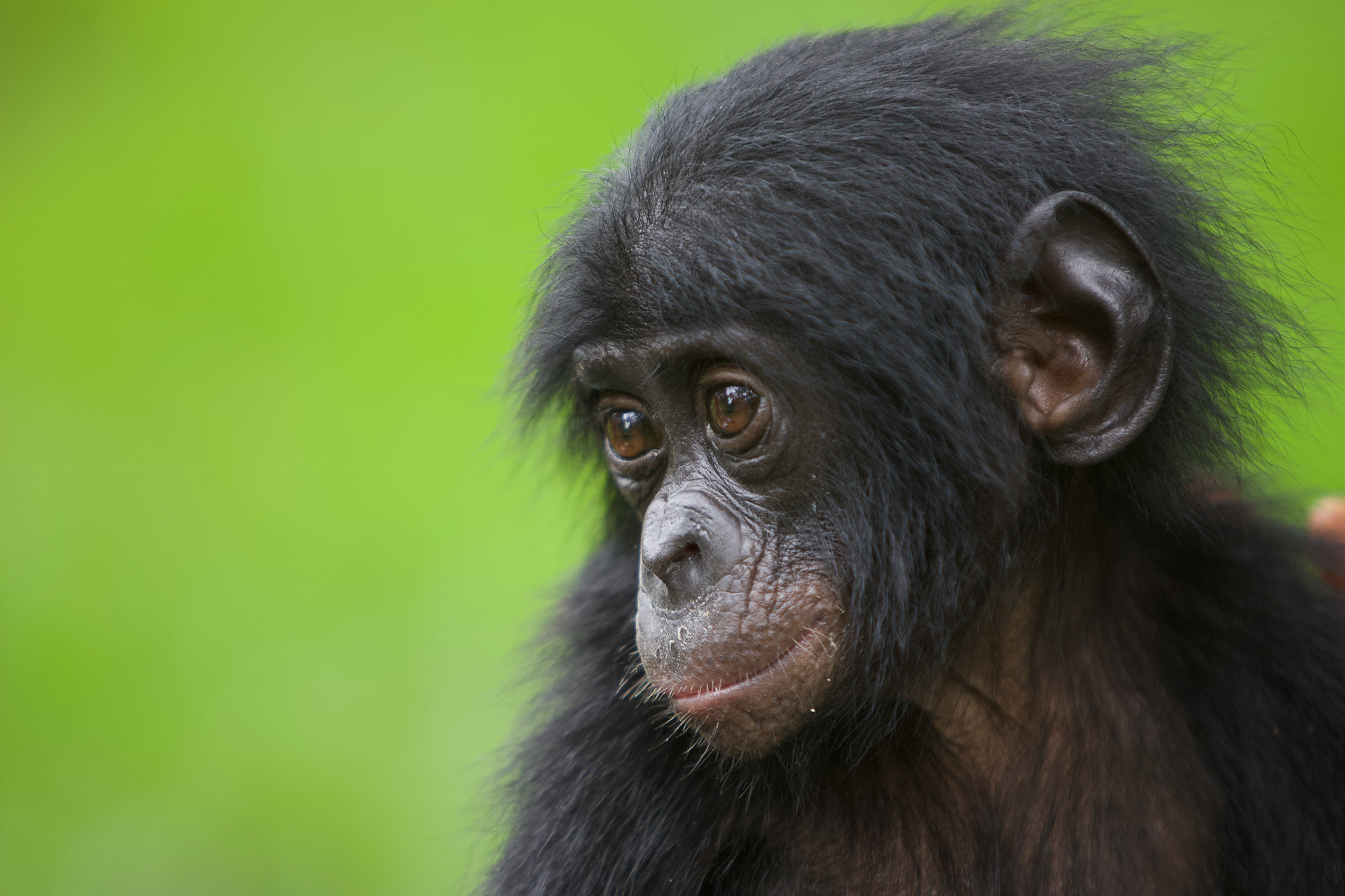 Bonobo en République démocratique du Congo