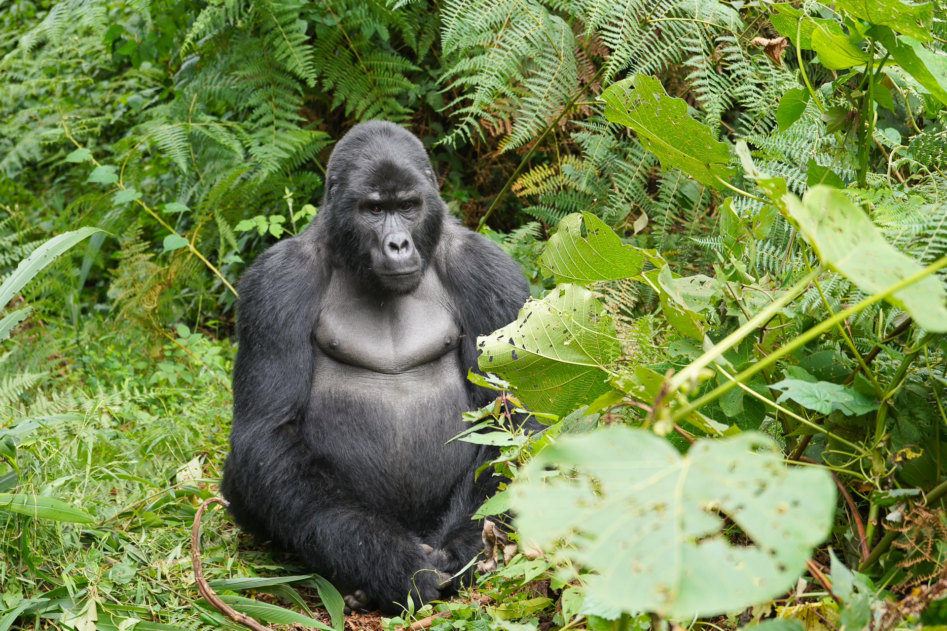 Gorille des montagnes en Ouganda