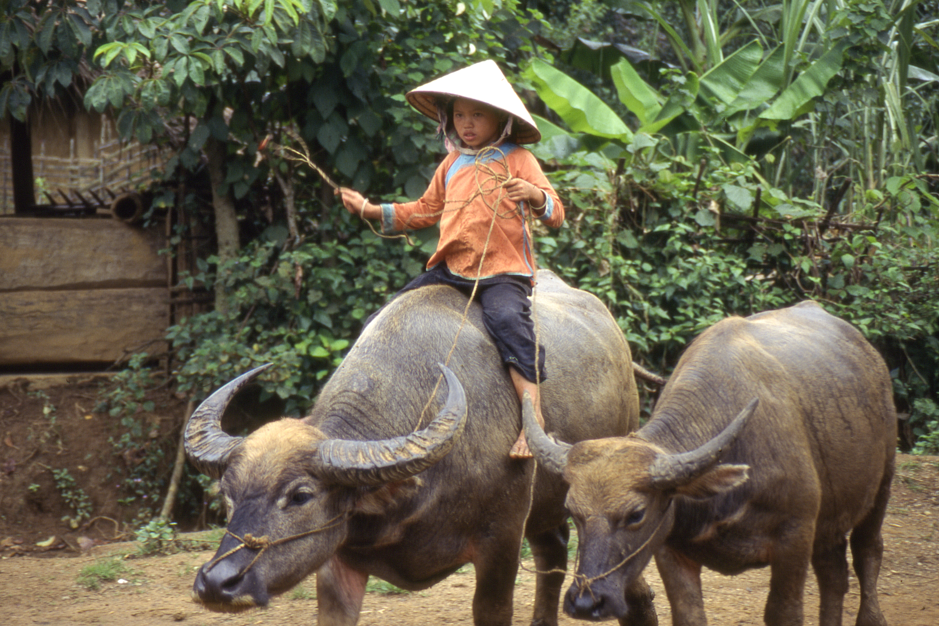 Petite fille et animaux 