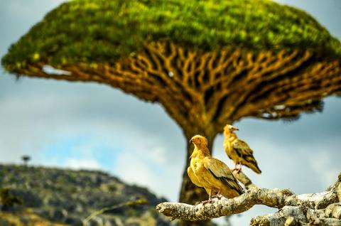 Rapace devant un dragonnier à Socotra