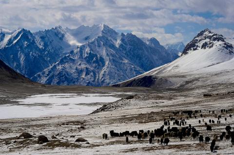 Yaks et bergers à l'alpage de Shuwerth (4700m)