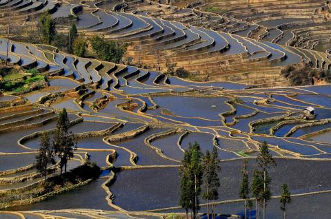 Trekking à travers les rizières en terrasses de la région de Yuanyang