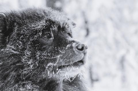 Trekking en traineau et chien de Taïmyr à Inari