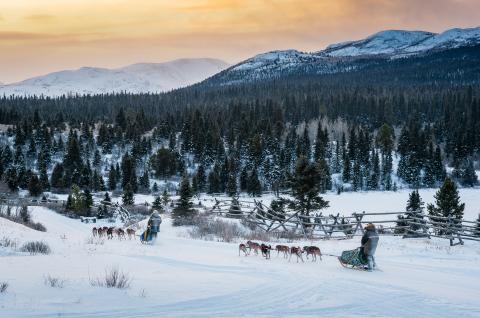 Voyage en traineau à chien dans la taïga au Canada