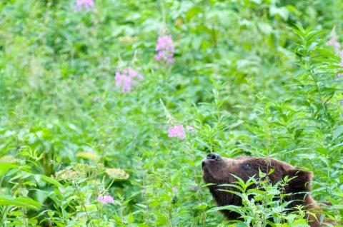 Voyage découverte des ours en Alaska aux États-Unis