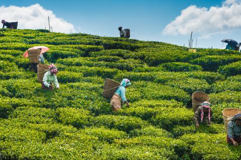 Plantations de thé à Kurseong près de Darjeeling en Inde