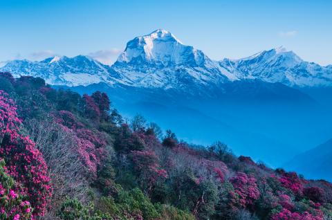 Le Dhaulagiri à 8160 m et le Tukuche peak depuis Poon Hill au Népal