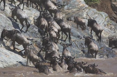 Observation des gnous traversant la rivière Mara