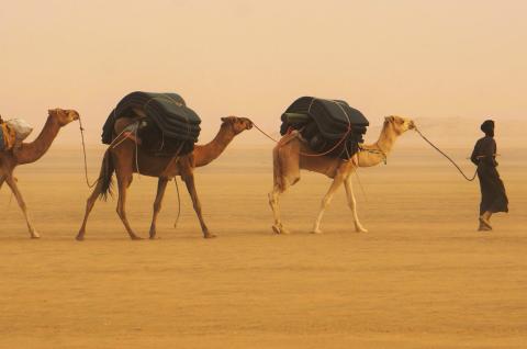 Trek avec un caravanier et ses chameaux de l'Adrar