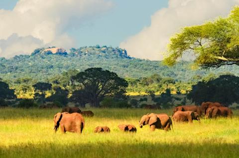 Voyage avec Éléphants en Tanzanie