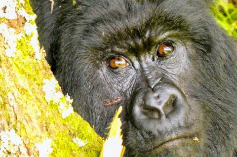 Voyage près de gorille en Ouganda