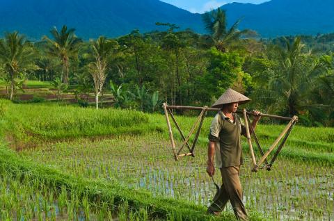 Trekking dans les rizières de la région du Kawah Ijen tout à l'est de Java