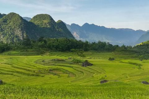 Trekking à travers un paysage de rizières dans la région de Pu Luong