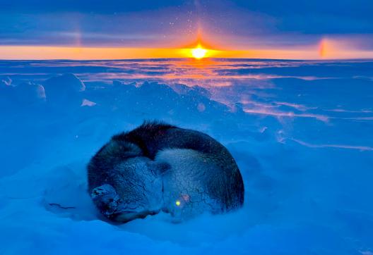 Expédition avec un chien endormi dans la neige sous le coucher de soleil