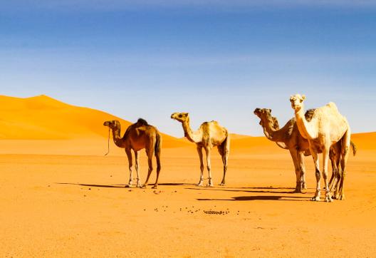 Trek avec des chameaux dans la vallée du Drâa