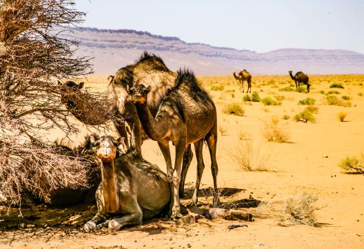 Randonnée avec des chameaux à l'ombre dans la vallée du Drâa