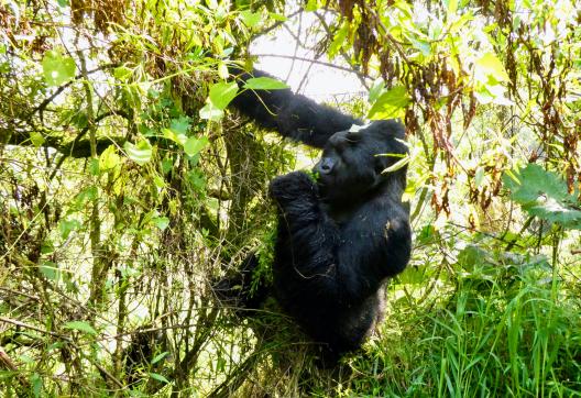 Voyage avec un gorile des montagnes en Ouganda