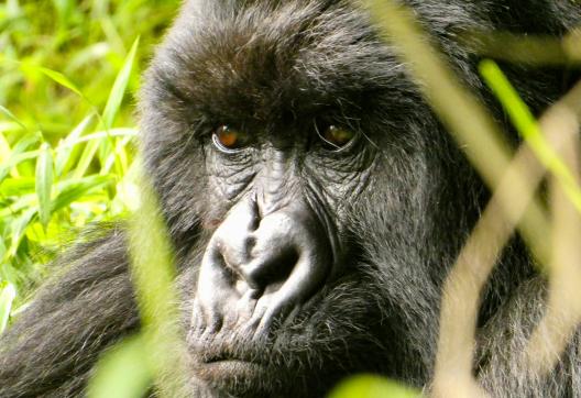 Trek près d'un gorille en Ouganda