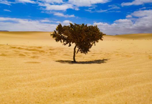 Voyage avec de la végétation dans le désert de Merzouga