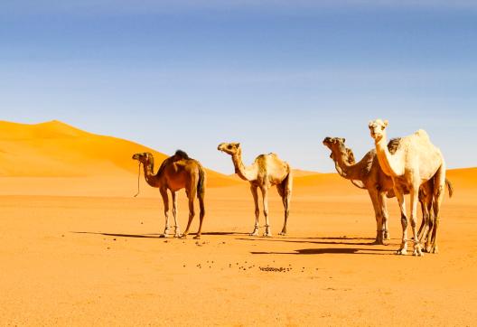 Trek avec des chameaux dans la vallée du Drâa