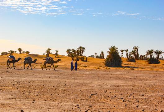 Randonnée avec un chamelier et ses chameaux à Merzouga