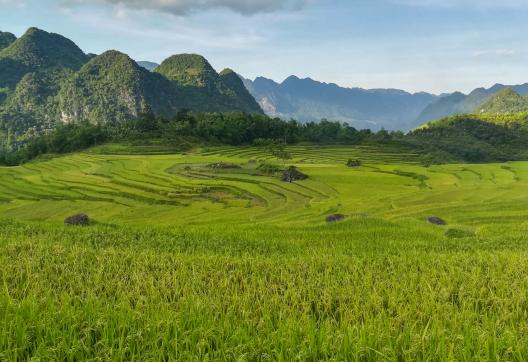 Trekking à travers un paysage de rizières dans la région de Pu Luong