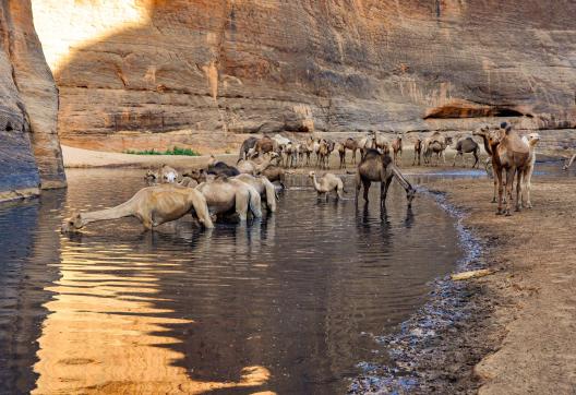 Voyage d'aventure et troupeau de chameaux dans l'Ennedi