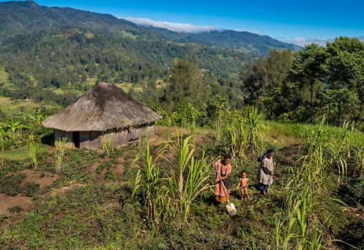 Randonnée vers des femmes papoues enga dans leur jardin dans la région des Highlands