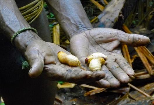 Découverte des vers de sagou chez les Kombay