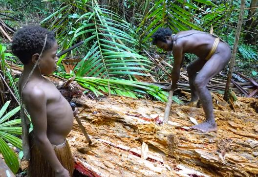 Trek à la recherche de vers de sagou chez les Kombay