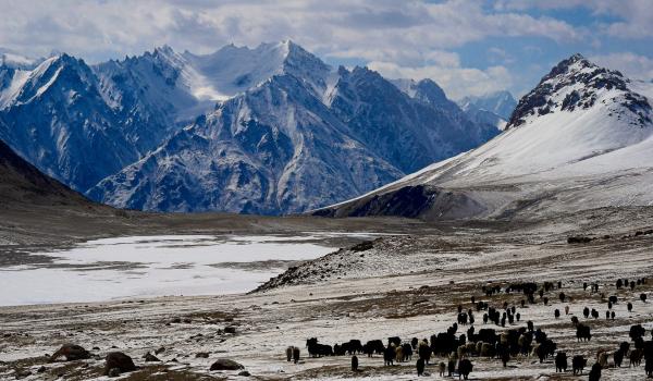 Yaks et bergers à l'alpage de Shuwerth (4700m)