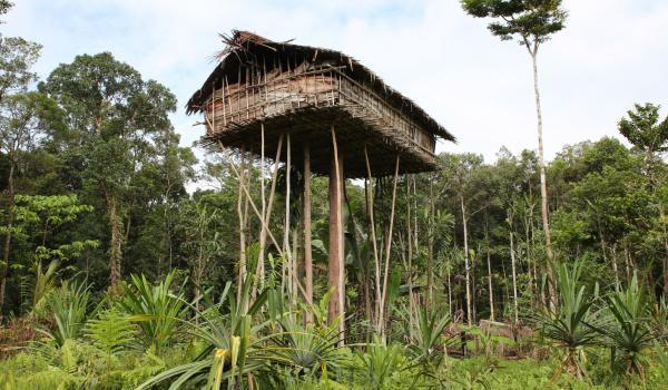 Maison perchée dans la forêt marécageuse du sud de la Papouasie