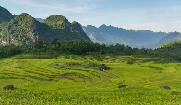 Trekking à travers un paysage de rizières dans la région de Pu Luong