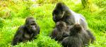 Groupe de gorilles des montagnes de Bwindi en Ouganda