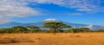 Face à la savane et au Kilimandjaro