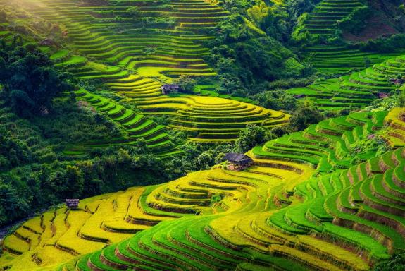 Rizières dans le nord du Vietnam