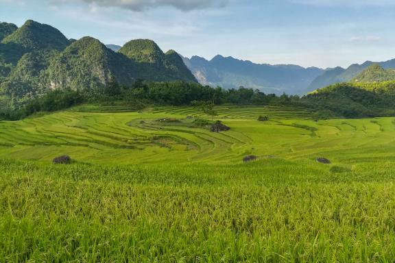 Trekking à travers un paysage de rizières dans la région de Pu Luong